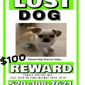 Lost Dog Marti