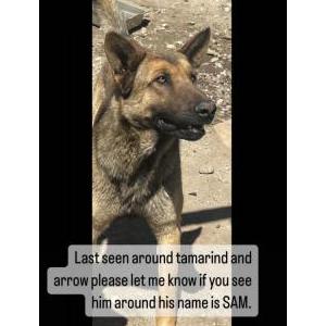 Lost Dog Sam