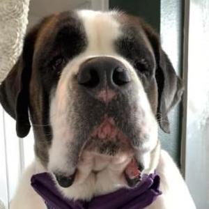 Lost Dog Greta