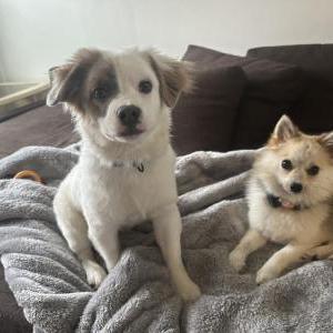 Lost Dog Opal and Smee