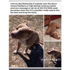 Lost Dog Diego