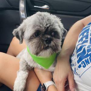 Lost Dog Chewie