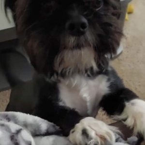 Image of Walley, Lost Dog