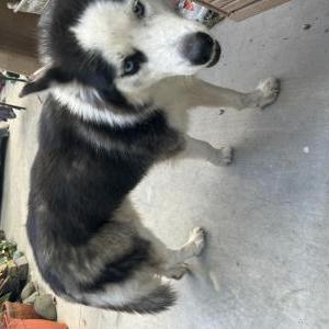 Found Dog Unknown