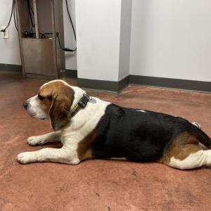 Image of Droopy, Lost Dog