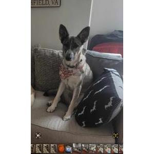 Lost Dog Bailey