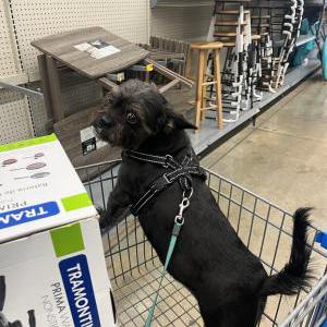 Lost Dog Marcelo