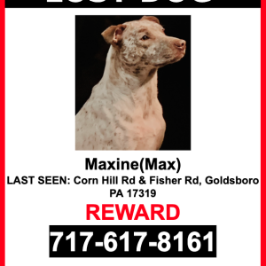 Lost Dog Maxine(Max)