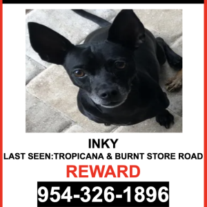 Image of INKY, Lost Dog