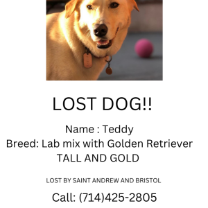 Lost Dog Teddy