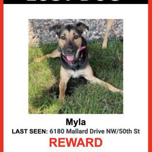 Lost Dog Myla