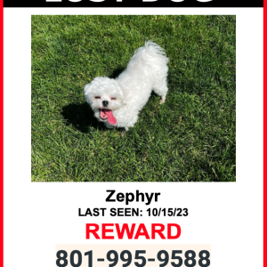 Lost Dog Zephyr