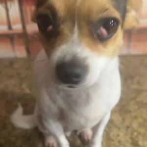 Lost Dog Frankie