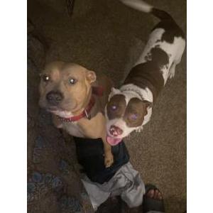 Image of Five and ZeZe, Lost Dog