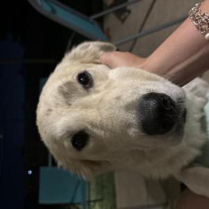 Found Dog unknown/coco
