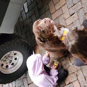 Lost Dog Bo Bear