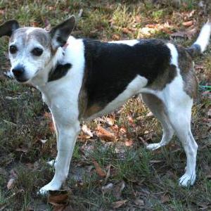 Image of Madi May, Found Dog