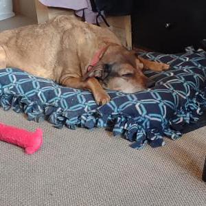 Lost Dog Charlie