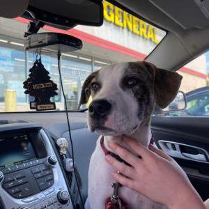 Lost Dog Remi