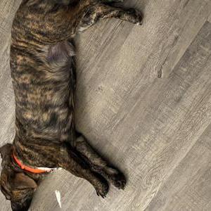 Image of Pickles, Lost Dog