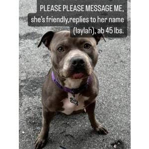 Lost Dog LAYLAH