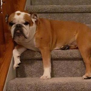 Lost Dog Sadie Belcher