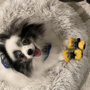 Image of Bubbles, Lost Dog