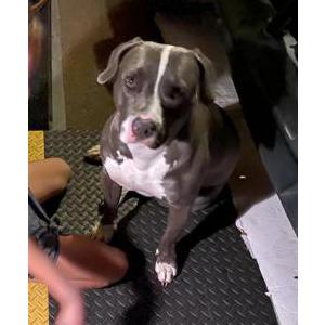 Lost Dog Baby