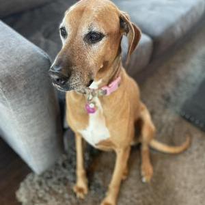 Lost Dog Ruby