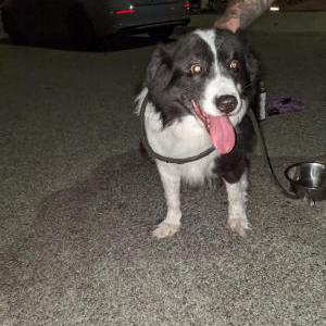 Found Dog Unknown