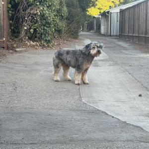 Found Dog Unknown