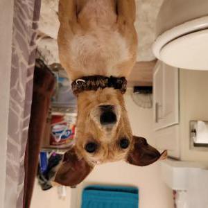 Lost Dog Cinco