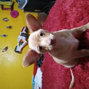 Lost Dog Fiona aka nanas