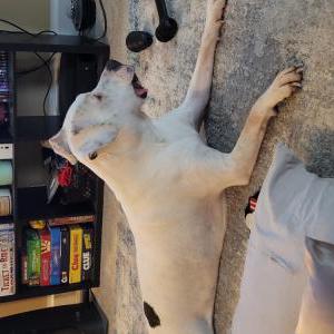 Lost Dog Mason