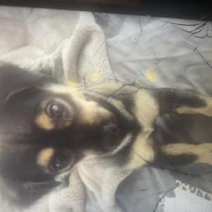 Lost Dog Marlow