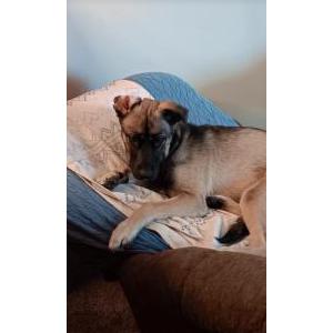 Image of Buddy, Lost Dog