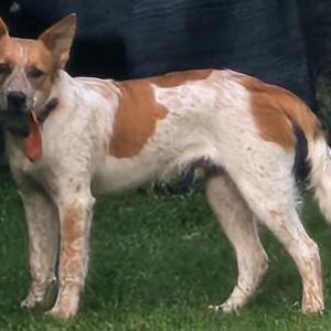 Lost Dog Lou Dogg
