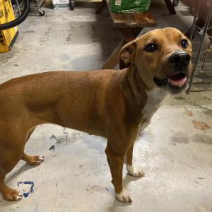 Image of Unknown, Found Dog