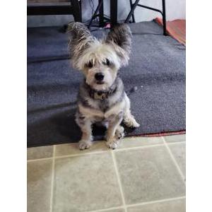 Lost Dog Sebastian