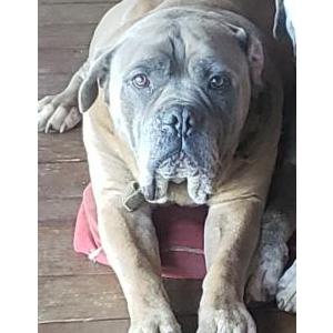 Image of Fabio, Lost Dog