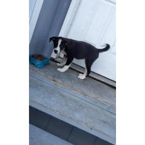 Lost Dog Mika