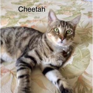 Lost Cat Cheetah