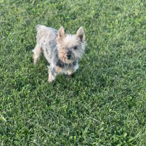 Lost Dog Pip