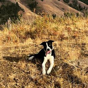 Lost Dog Mary