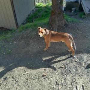 Lost Dog Bugsy