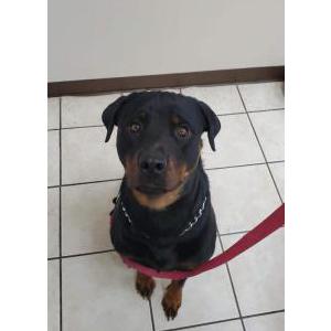 Lost Dog Kilo