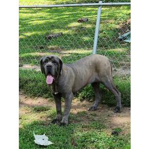 Lost Dog Dutches
