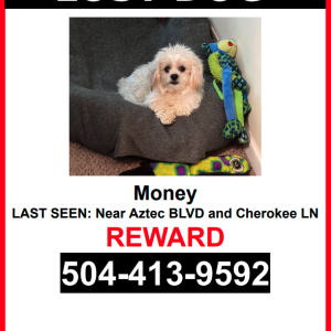 Lost Dog Money