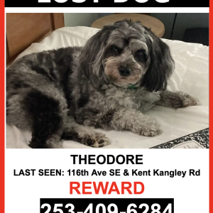 Lost Dog Theodore