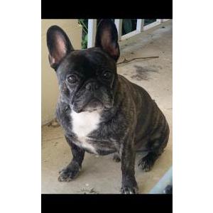 Image of Benji, Lost Dog